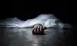 पत्नी को लेने ससुराल पहुंचे व्यक्ति की मकई खेत में मिली लाश, ससुर फरार-Body of man who went to in-laws' house to fetch his wife found in maize field; father-in-law absconding