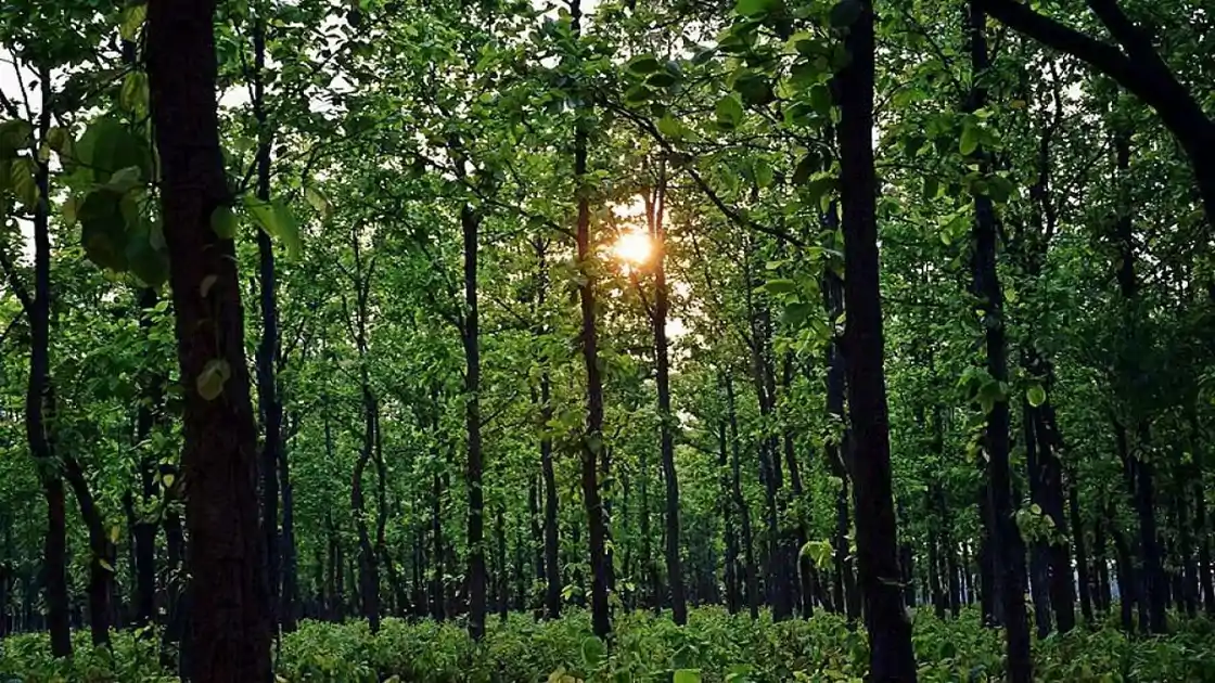 झारखंड के जंगलों की बदलेगी तस्वीर! जल्द शुरू होगा मेगा ग्रीन मिशन, 
