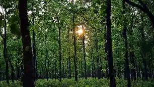 झारखंड के जंगलों की बदलेगी तस्वीर! जल्द शुरू होगा मेगा ग्रीन मिशन, 