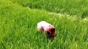 अल नीनो से बिगड़े हालात, KVK ने किसानों को बताया नुकसान से बचने का फॉर्मूला