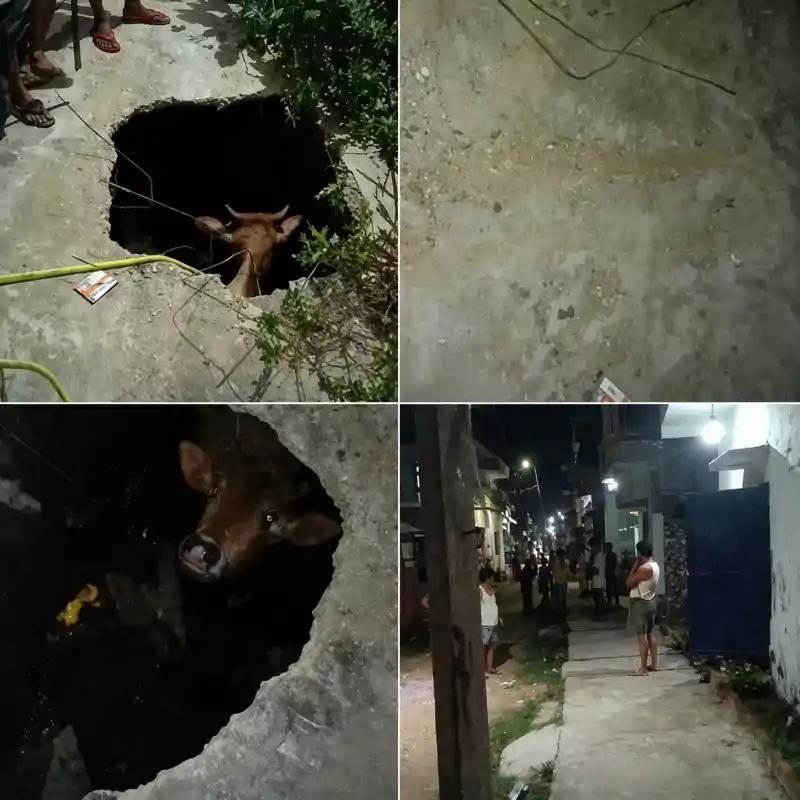 नाले में गिर गई थी गौ माता, ऐसे रेस्क्यू कर बचाया गया, बड़ा सवाल भी...