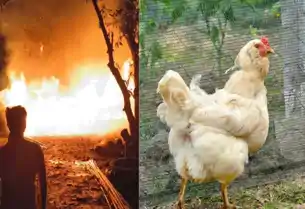 बेमौसम बारिश और ठनका बना आफत, पोल्ट्री फार्म में लगी आग, 4000 मुर्गे जिंदा जले