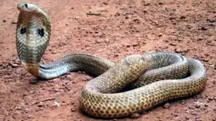 पलामू में 80 करोड़ रुपए के सांप के जहर और पैंगोलिन शल्क की तस्करी का बड़ा खुलासा, तीन गिरफ्तार