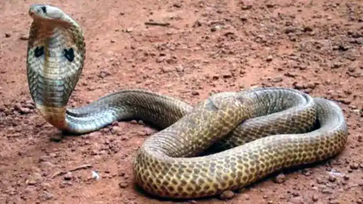 पलामू में 80 करोड़ रुपए के सांप के जहर और पैंगोलिन शल्क की तस्करी का बड़ा खुलासा, तीन गिरफ्तार