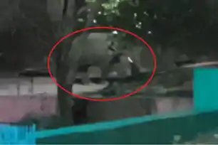 चांडिल : नौका विहार में देर रात घुसा जंगली हाथी, दहशत में पर्यटक; वन विभाग की तैयारी पर उठे सवाल