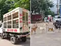 स्ट्रीट डॉग का आतंक, रोजाना 60-70 लोग डॉग बाइट के बाद पहुंच रहे अस्पताल