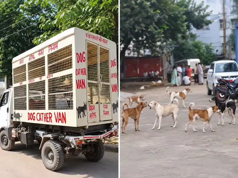 स्ट्रीट डॉग का आतंक, रोजाना 60-70 लोग डॉग बाइट के बाद पहुंच रहे अस्पताल 