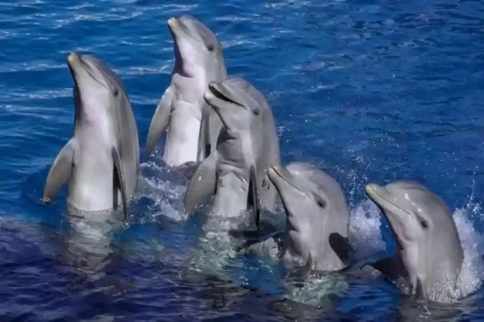 झारखंड में बनने जा रहा पहला डॉल्फिन अभयारण्य, साहिबगंज बनेगा संरक्षण और पर्यटन का नया केंद्र