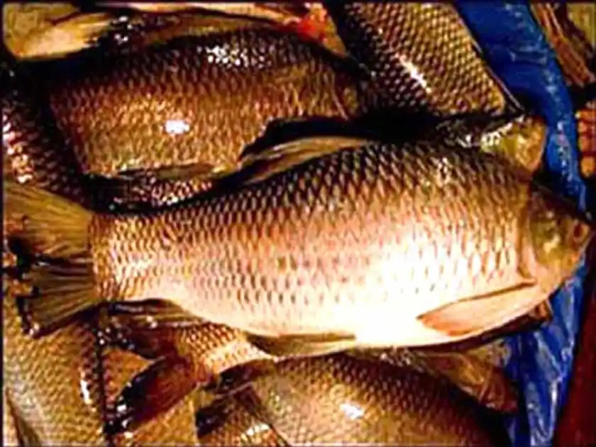 मांस-मछली दुकानों को अब मिलेगा लाइसेंस, दुकानदारों की पहचान के लिए जारी होगा यूनिक वयुआर कोड 