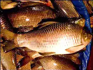 मांस-मछली दुकानों को अब मिलेगा लाइसेंस, दुकानदारों की पहचान के लिए जारी होगा यूनिक वयुआर कोड 