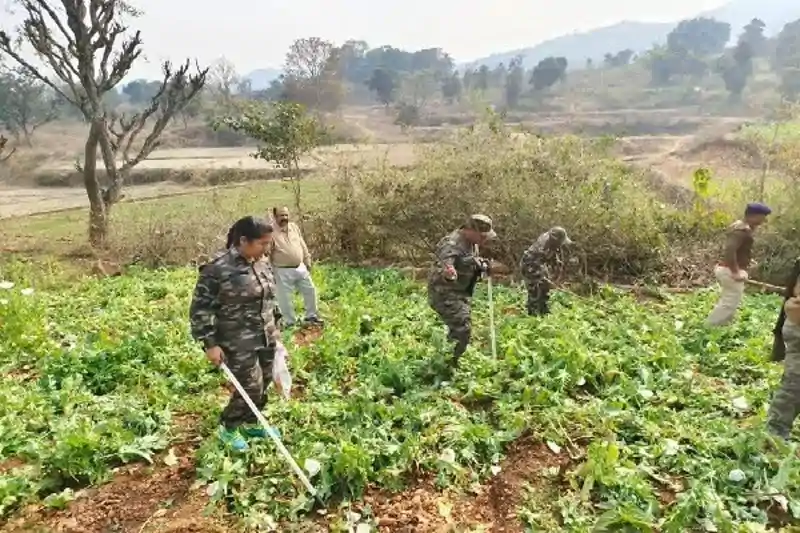 कई जिलों में धड़ल्ले से हो रही अफीम की खेती, NCB अलर्ट के बाद एक्शन मोड में प्रशासन कई जिलों में धड़ल्ले से हो रही अफीम की खेती, NCB अलर्ट के बाद एक्शन मोड में प्रशासन