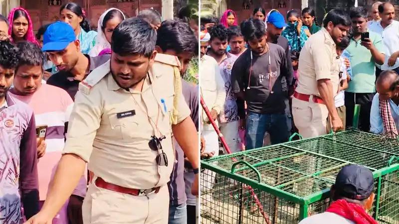 आतंक का पर्याय बना पागल बंदर रेस्क्यू, व्यवसायियों ने ली राहत की सांस आतंक का पर्याय बना पागल बंदर रेस्क्यू, व्यवसायियों ने ली राहत की सांस