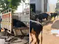 विजयीपुर में 7 मवेशियों से भरी पिकअप जब्त, तस्कर फरार