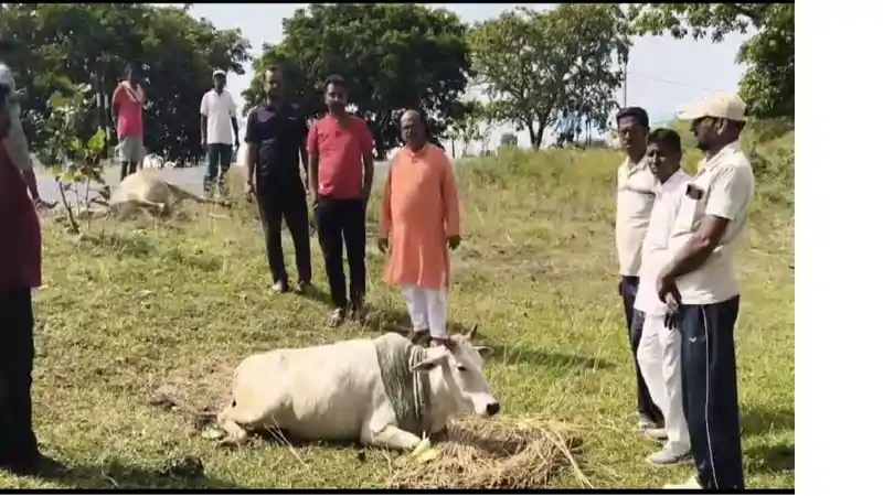 दो बैलों के साथ अमानवीय व्यवहार, एक की मौत, दूसरा गंभीर रूप से घायल, थाने का घेराव करेगी भाजपा 
