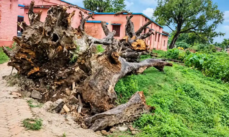 स्कूल पर गिरा सूखा बरगद का पेड़, तीन छात्राओं की मौत, गांव में मातम स्कूल पर गिरा सूखा बरगद का पेड़, तीन छात्राओं की मौत, गांव में मातम