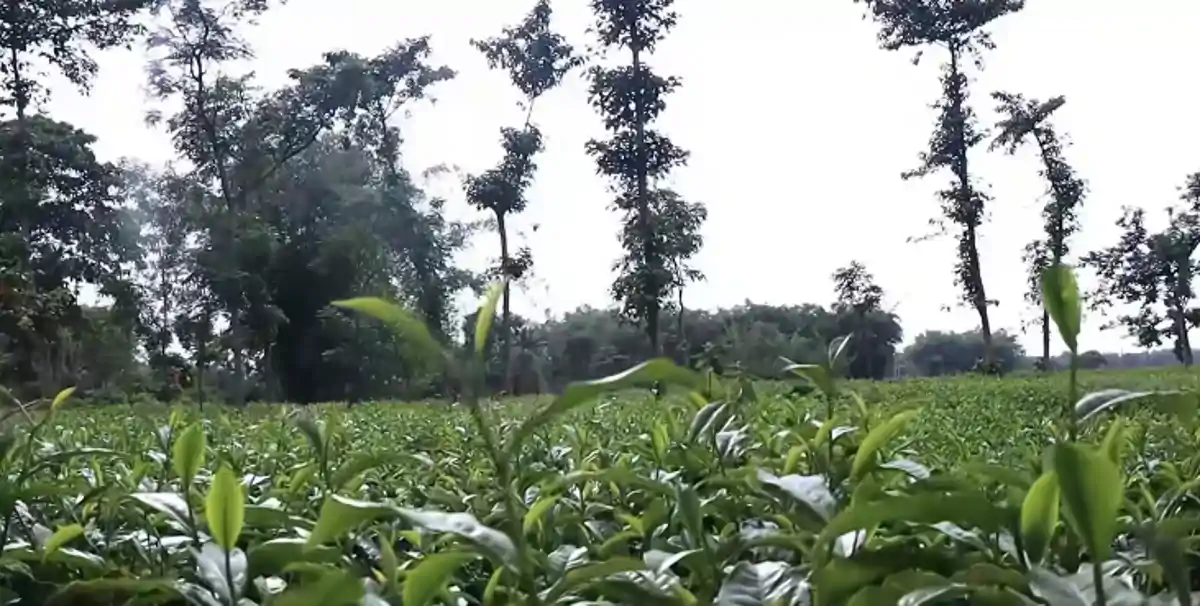 जीविका दीदियों के हाथों से तैयार चायपत्ती बनी किशनगंज की पहचान