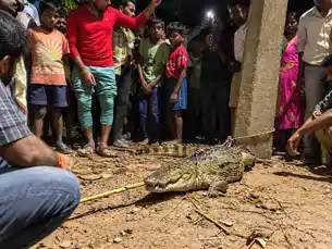संग्रामपुर के ईजरा गांव में मिला मगरमच्छ, ग्रामीणों में मचा हड़कंप संग्रामपुर के ईजरा गांव में मिला मगरमच्छ, ग्रामीणों में मचा हड़कंप