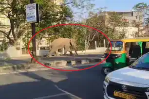 हटिया के रिहायशी इलाके में सैर-सपाटा करते नज़र आये 'गजराज', वन विभाग अलर्ट 