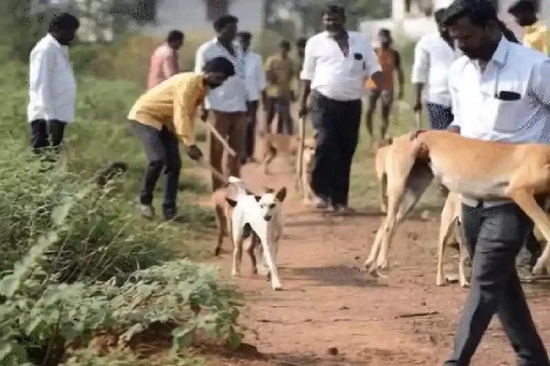 तेलंगाना में मानवता शर्मसार! पंचायत चुनाव के बाद जहरीले इंजेक्शन से कुत्तों का सफाया तेलंगाना में मानवता शर्मसार! पंचायत चुनाव के बाद जहरीले इंजेक्शन से कुत्तों का सफाया