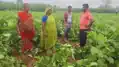 दो दर्जन से ज्यादा जंगली हाथियों ने मचाई तबाही, मुआवजे और स्थायी समाधान की उठी मांग
