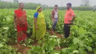 दो दर्जन से ज्यादा जंगली हाथियों ने मचाई तबाही, मुआवजे और स्थायी समाधान की उठी मांग