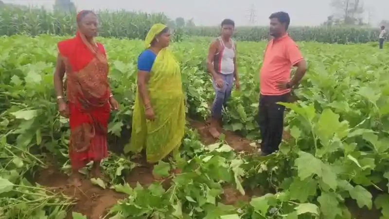 दो दर्जन से ज्यादा जंगली हाथियों ने मचाई तबाही, मुआवजे और स्थायी समाधान की उठी मांग दो दर्जन से ज्यादा जंगली हाथियों ने मचाई तबाही, मुआवजे और स्थायी समाधान की उठी मांग