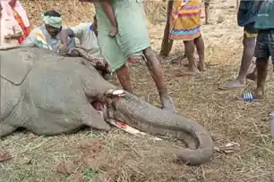 जब आपस में भिड़े गजराज तो क्या हुआ?