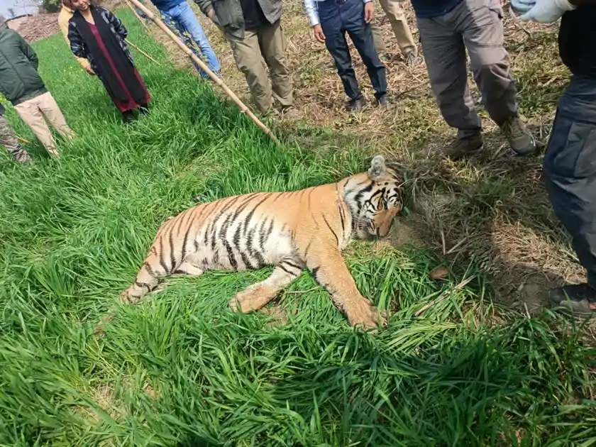 वाल्मीकि टाइगर रिजर्व में करंट की चपेट में आया बाघ, फसल सुरक्षा के लिए लगाए गए तार से गई जान