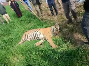 वाल्मीकि टाइगर रिजर्व में करंट की चपेट में आया बाघ, फसल सुरक्षा के लिए लगाए गए तार से गई जान