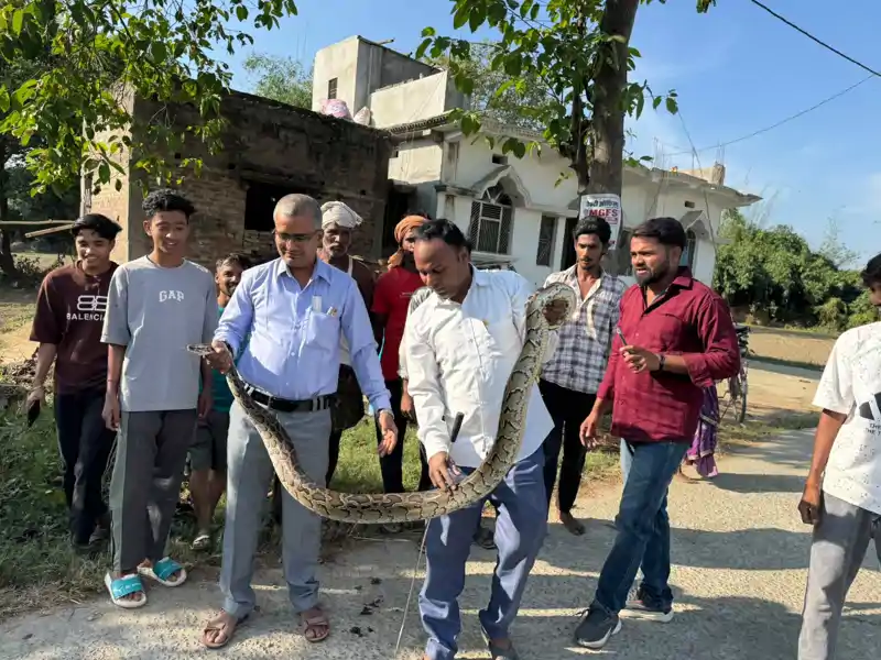पुआल की झोपड़ी से 10 फीट लंबा और 50 किलो का अजगर रेस्क्यू