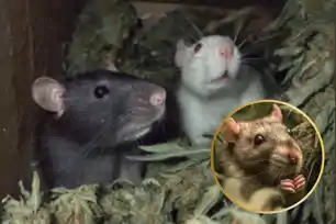 मालखाने में चूहे खा गए 200 किलो 'बाबा की बूटी', NDPS केस में पुलिस की लापरवाही से आरोपी बरी