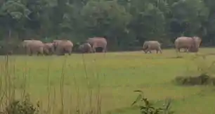 विभाग की बढी टेंशन, तीस जंगली हाथियों ने डाला डेरा, वन विभाग ने जारी किया अलर्ट