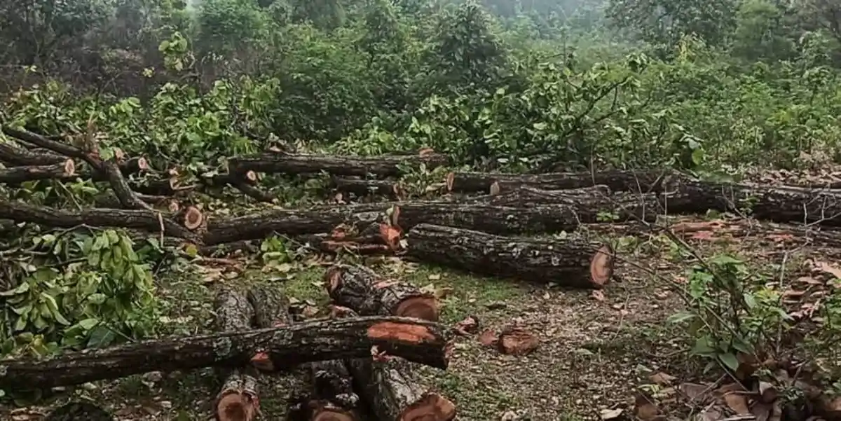 पलामू से सैकडों पेडों की कटाई, उजड़ गया कई किलोमीटर का जंगल! आखिर जिम्मेदार कौन?