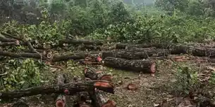 पलामू से सैकडों पेडों की कटाई, उजड़ गया कई किलोमीटर का जंगल! आखिर जिम्मेदार कौन?