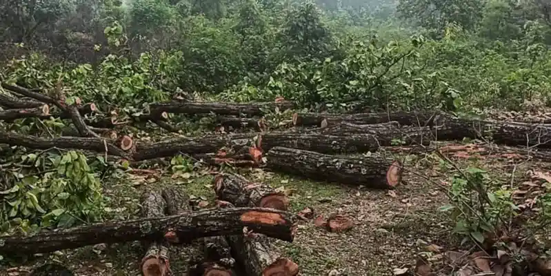 पलामू से सैकडों पेडों की कटाई, उजड़ गया कई किलोमीटर का जंगल! आखिर जिम्मेदार कौन?