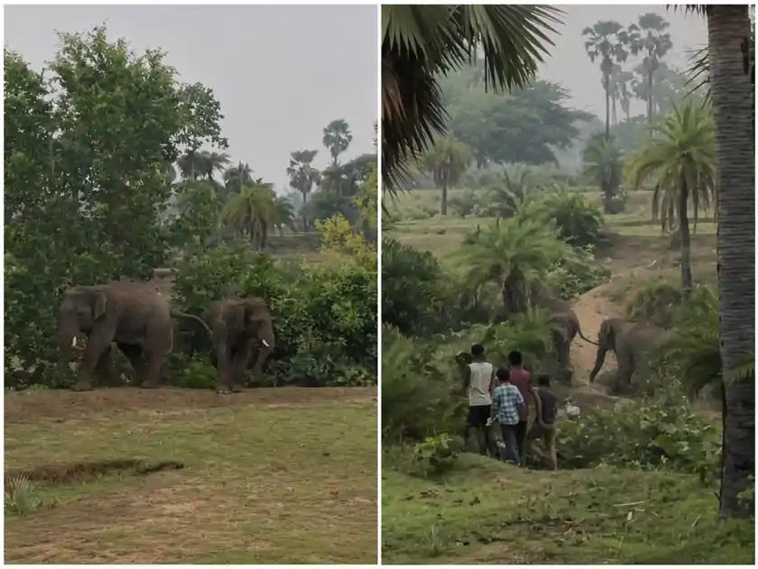 गया: जंगल से भटके 2 हाथी, गांव में मची दहशत!