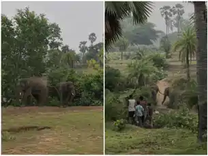 गया: जंगल से भटके 2 हाथी, गांव में मची दहशत!