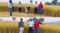 भोरे में BDO, BAO और केंद्रीय टीम की मौजूदगी में फसल कटाई प्रयोग, खेतों में पहुंचकर अधिकारियों ने लिया जायजा