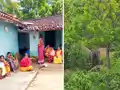  हाथियों का तांडव: टुंडी में सहायकअध्यापक को कुचलकर मारा, ग्रामीणों में आक्रोश