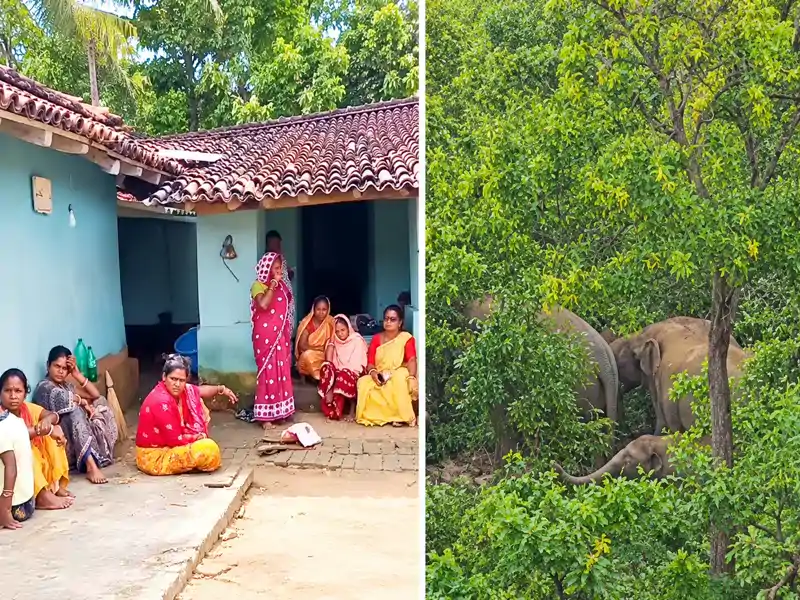 हाथियों का तांडव: टुंडी में सहायकअध्यापक को कुचलकर मारा, ग्रामीणों में आक्रोश हाथियों का तांडव: टुंडी में सहायकअध्यापक को कुचलकर मारा, ग्रामीणों में आक्रोश