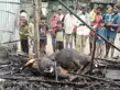 घर में अचानक लगी आग, दो मवेशी जलकर राख, लाखों का नुकसान -ghar mein achanak lagi aag, do maveshi jalkar rakh, lakhon ka nuksan