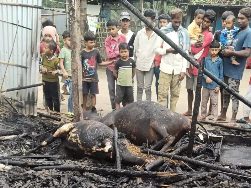 घर में अचानक लगी आग, दो मवेशी जलकर राख, लाखों का नुकसान घर में अचानक लगी आग, दो मवेशी जलकर राख, लाखों का नुकसान