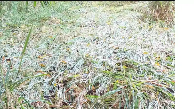 बेमौसम बारिश और अर्णब तूफान ने बढ़ाई किसानों की चिंता, खेतों में गिरकर धान की फसल हो रही बर्बाद बेमौसम बारिश और अर्णब तूफान ने बढ़ाई किसानों की चिंता, खेतों में गिरकर धान की फसल हो रही बर्बाद