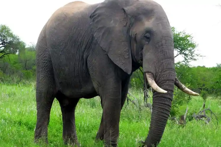 पलामू से चोरी हुई हथिनी छपरा से बरामद, पार्टनर और महावत ने 27 लाख में बेचा