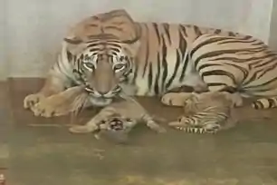 लंबे इंतजार के बाद टाटा जू में गूंजी किलकारी, बाघिन मेघना बनी दो शावकों की मां