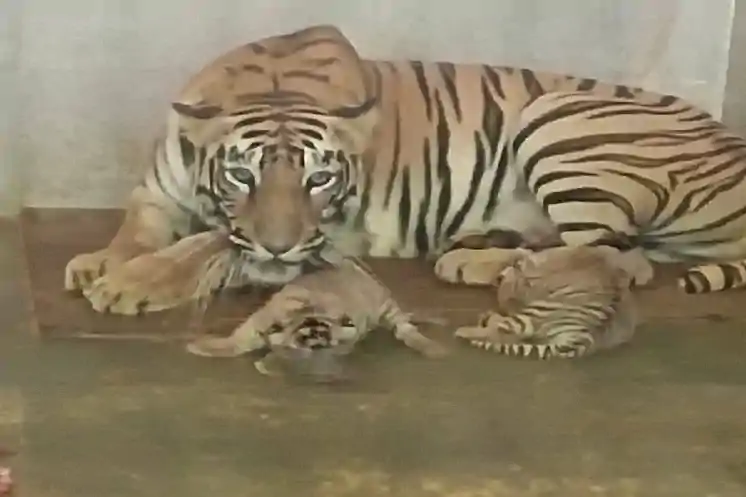 लंबे इंतजार के बाद टाटा जू में गूंजी किलकारी, बाघिन मेघना बनी दो शावकों की मां