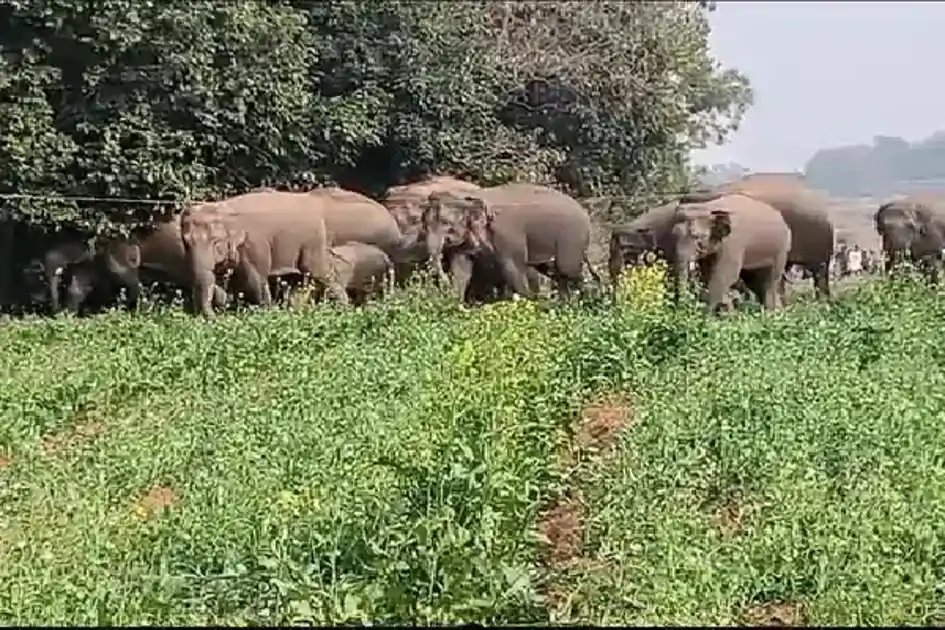 भरनो : जंगली हाथियों की दस्तक से अलर्ट मोड पर प्रशासन, कई गांवों में निषेधाज्ञा लागू