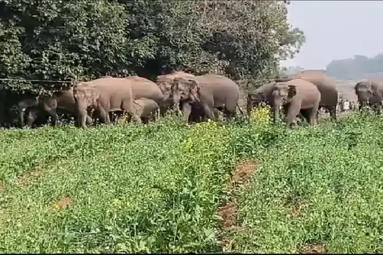 भरनो : जंगली हाथियों की दस्तक से अलर्ट मोड पर प्रशासन, कई गांवों में निषेधाज्ञा लागू